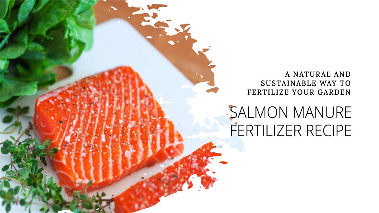 Salmon Manure Recipe BOTW
